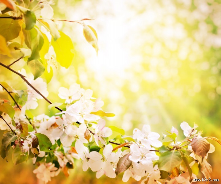 树枝上盛开的樱花图片大全