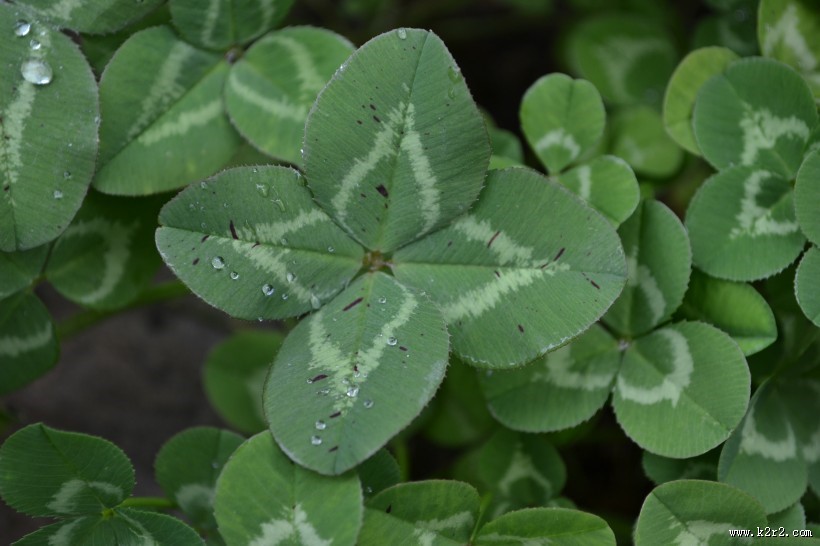 代表幸福的四叶草图片