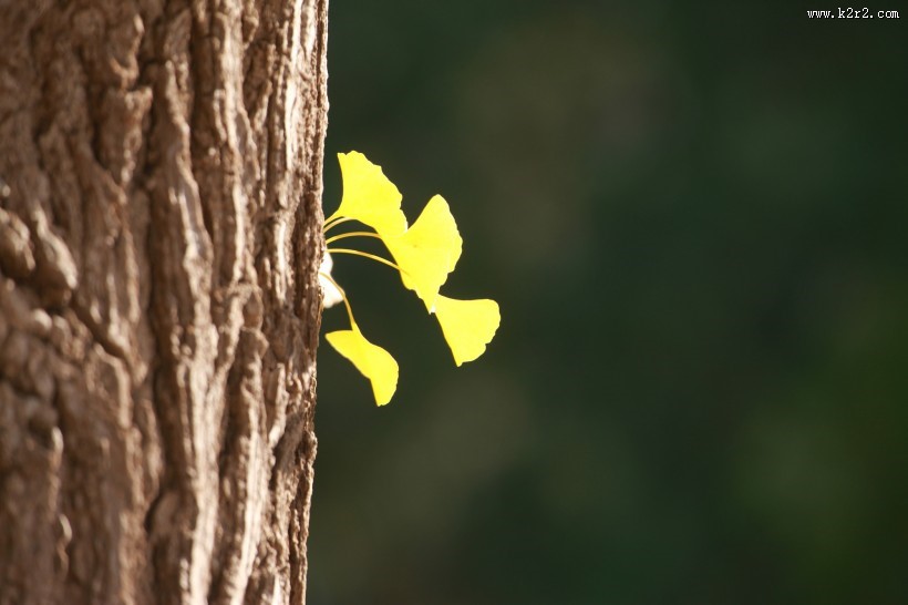 秋季凋零的叶子图片