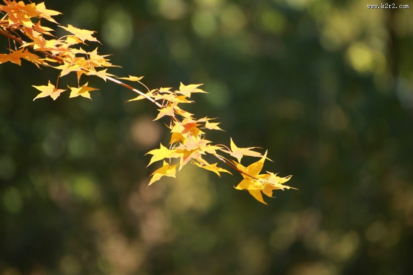 秋季凋零的叶子图片