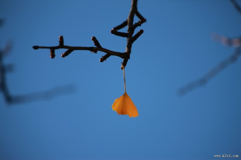 秋季凋零的叶子图片