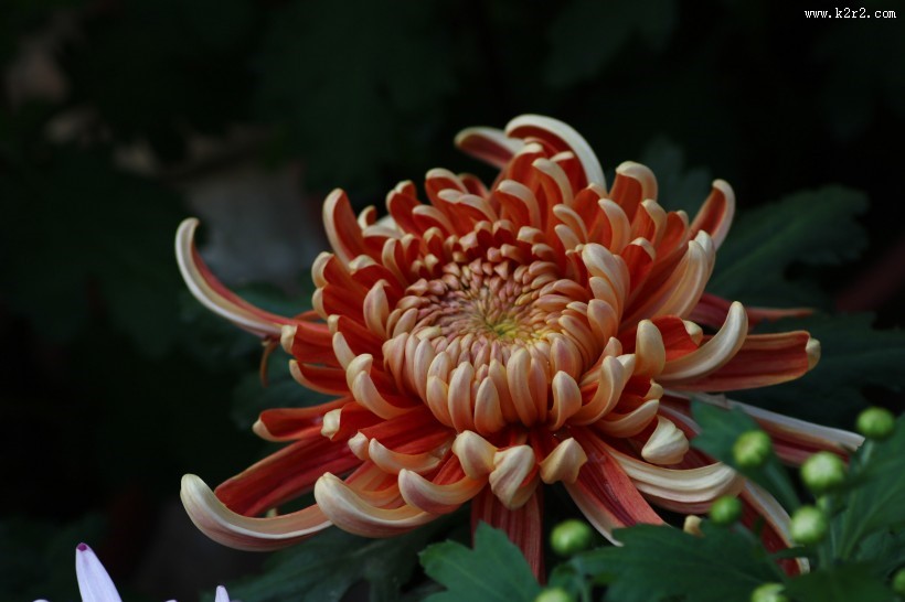 英姿飒爽怒放的菊花图片