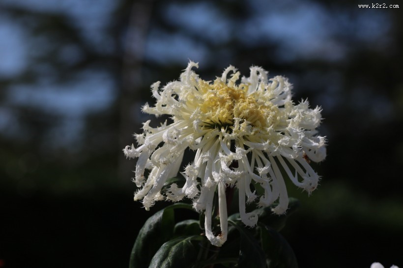 英姿飒爽怒放的菊花图片