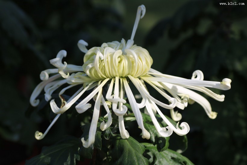 英姿飒爽怒放的菊花图片