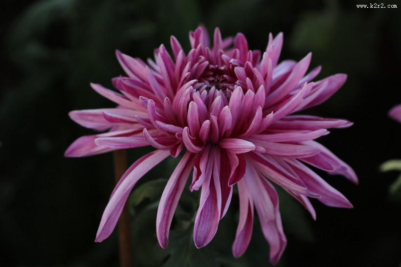 英姿飒爽怒放的菊花图片