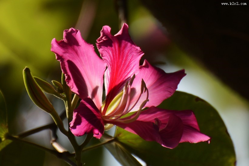 紫荆花图片大全