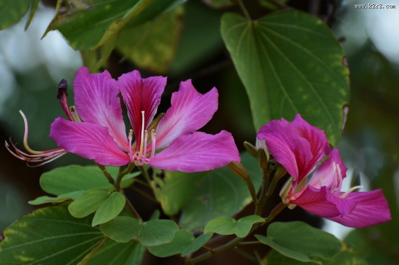 紫荆花图片大全