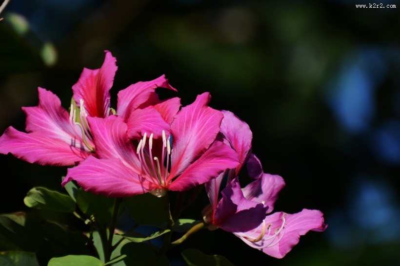 紫荆花图片大全