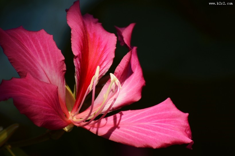 紫荆花图片大全