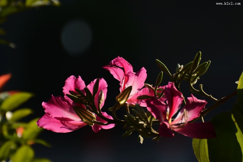 紫荆花图片大全