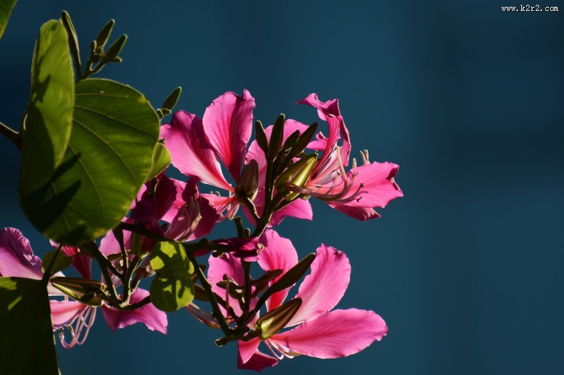 紫荆花图片大全
