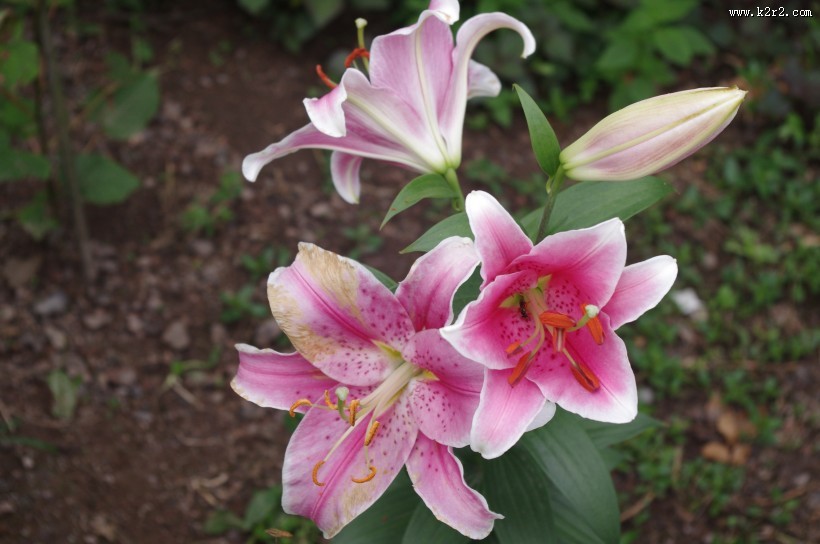 粉色的百合花图片