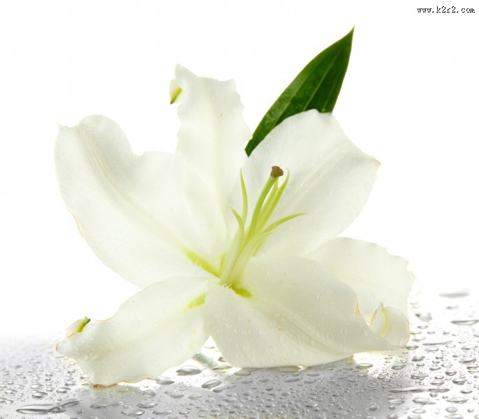 各种各样的百合花图片