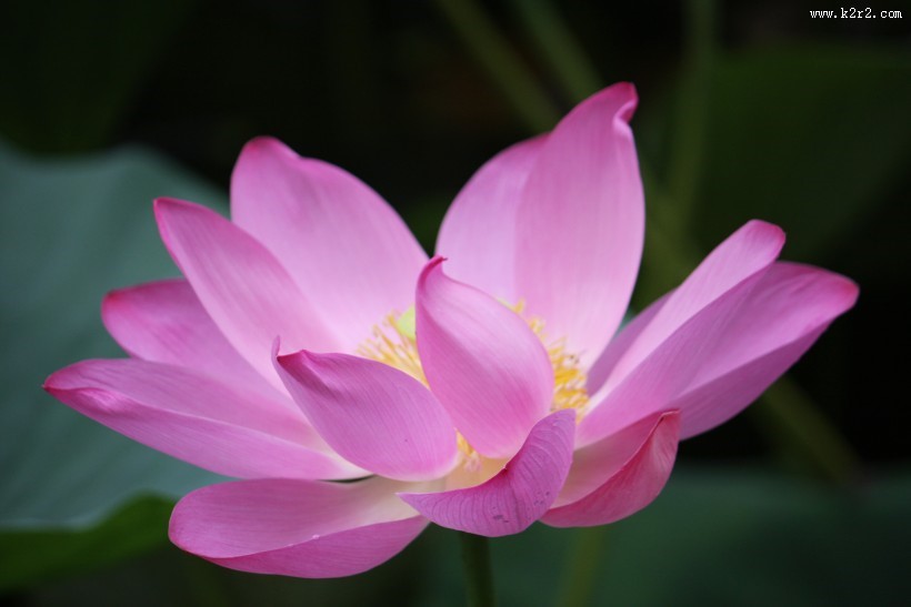 端庄美艳的荷花图片