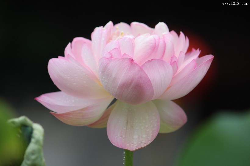 端庄美艳的荷花图片