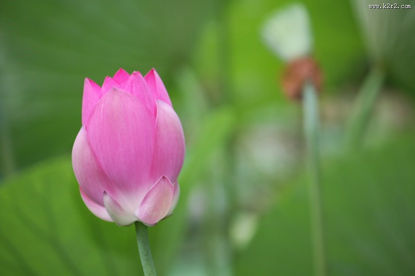 端庄美艳的荷花图片