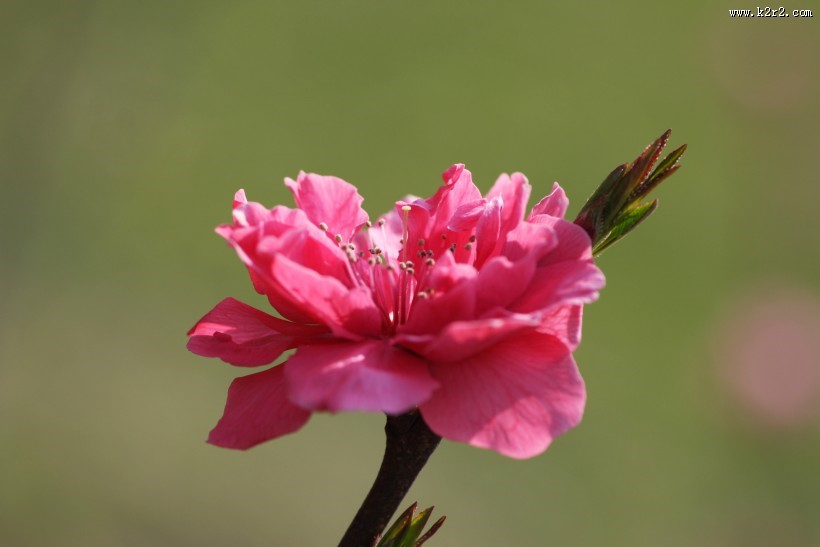 红粉桃花图片大全