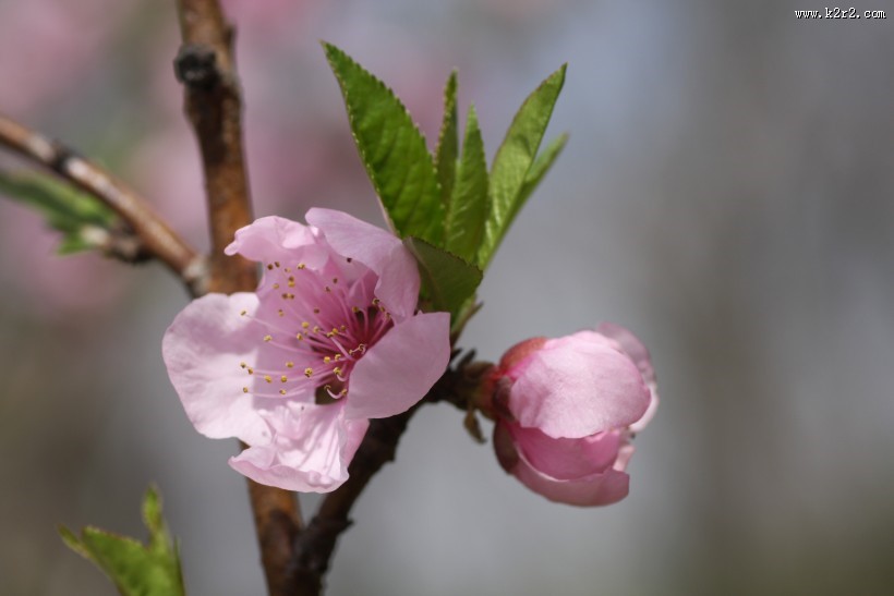 红粉桃花图片大全