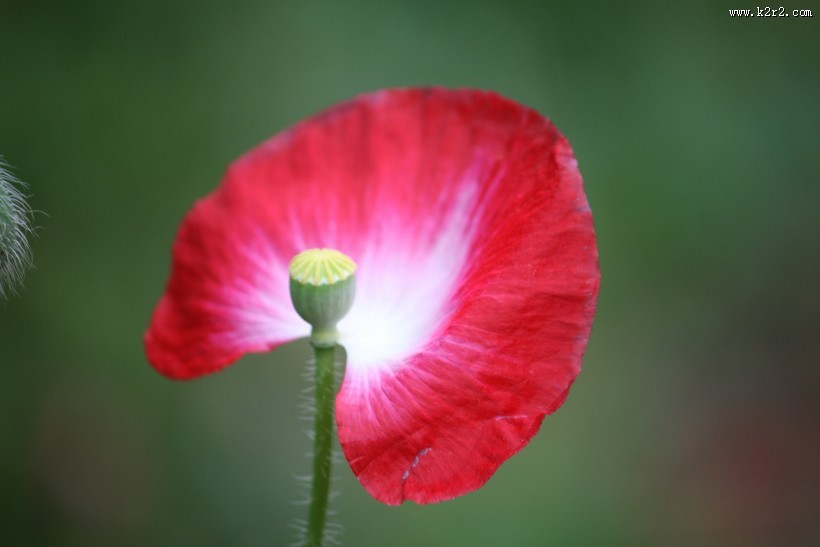 娇俏青春虞美人图片