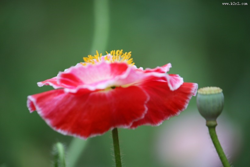 娇俏青春虞美人图片