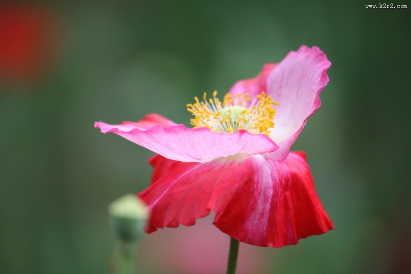 娇俏青春虞美人图片