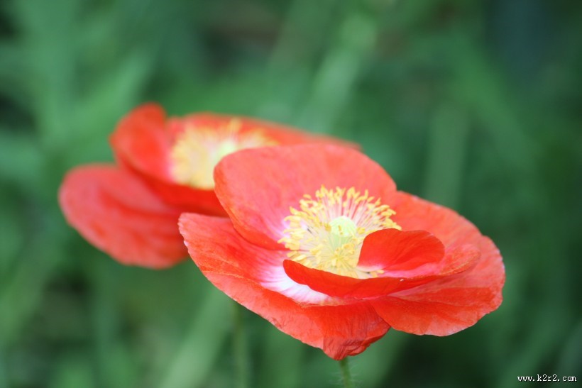 娇俏青春虞美人图片