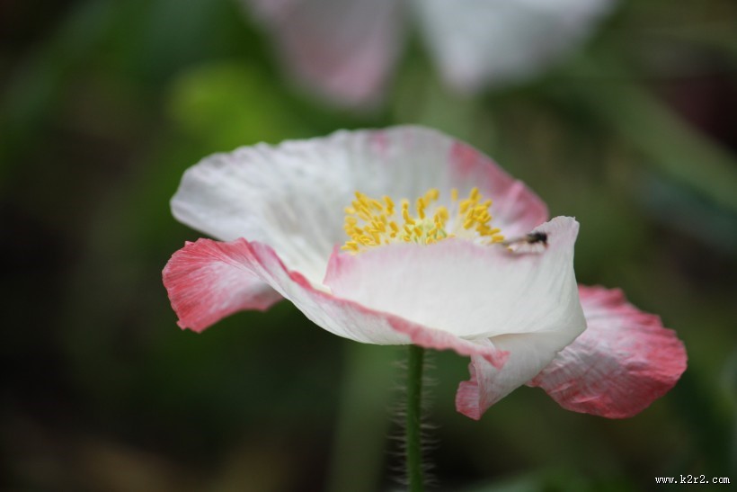 娇俏青春虞美人图片