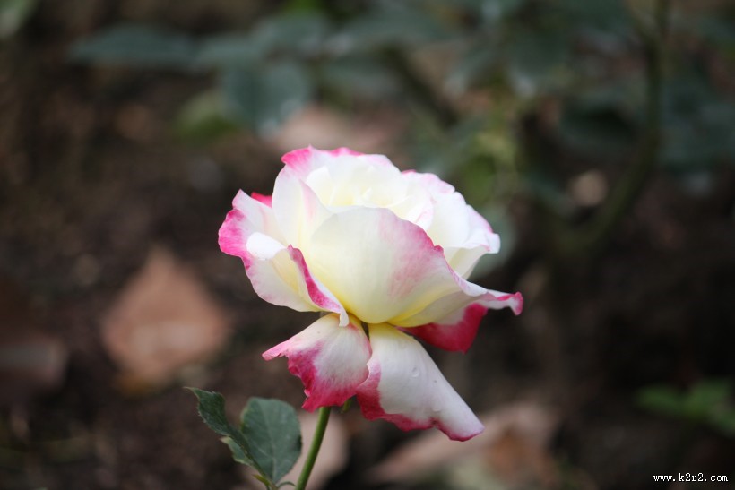 颜色丰富的月季花图片大全