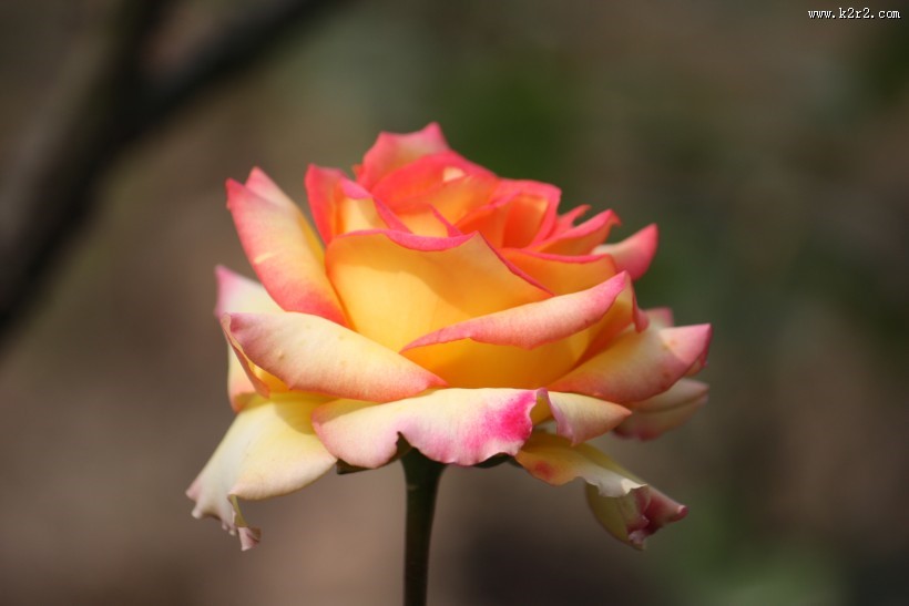 颜色丰富的月季花图片大全