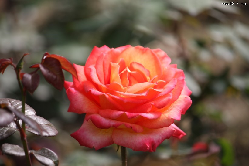 颜色丰富的月季花图片大全