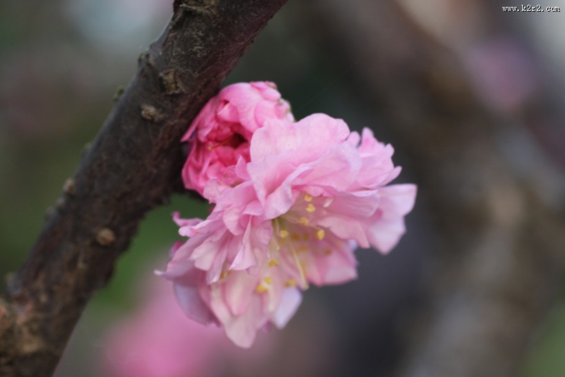 粉色郁李花图片大全