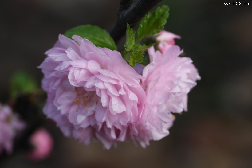 粉色郁李花图片大全