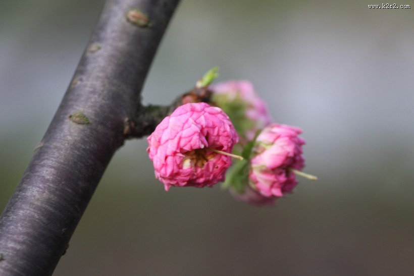粉色郁李花图片大全