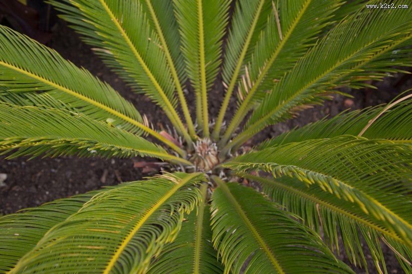 棕榈树叶子图片大全