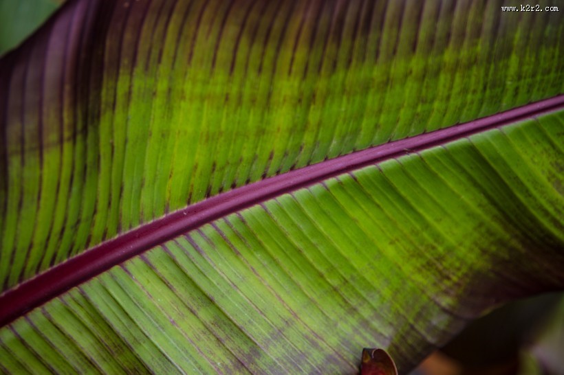 棕榈树叶子图片大全