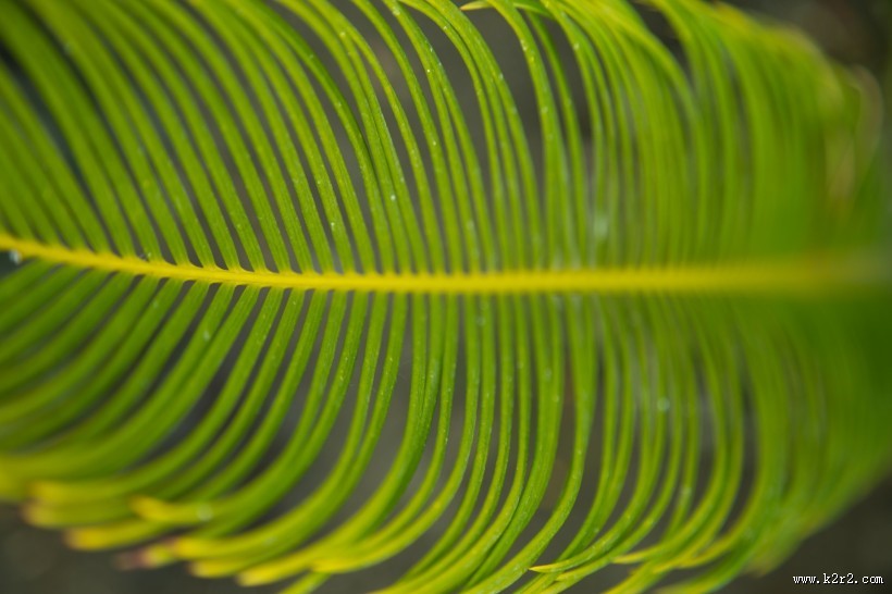 棕榈树叶子图片大全