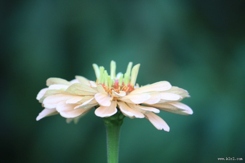 多色美艳万寿菊图片