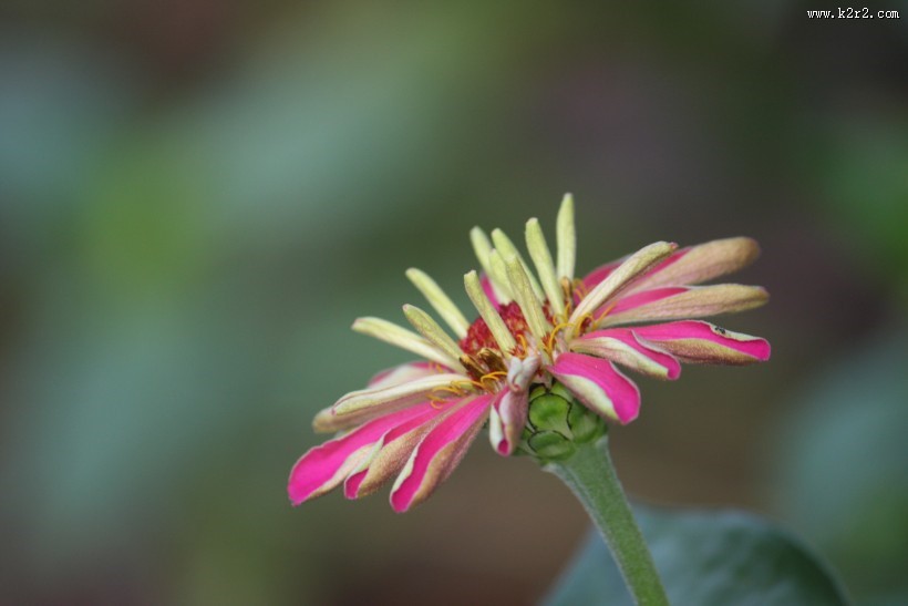 多色美艳万寿菊图片