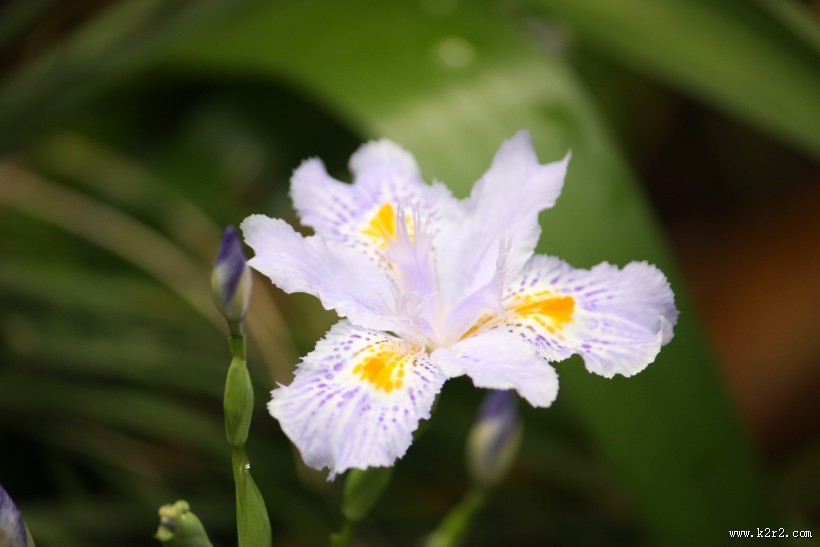 淡紫色鸢尾花图片