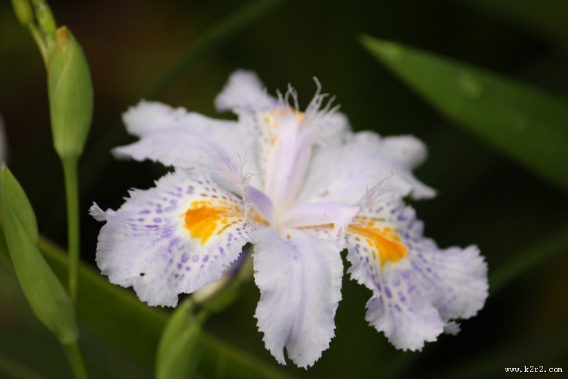 淡紫色鸢尾花图片