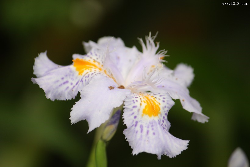淡紫色鸢尾花图片