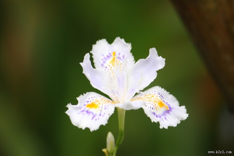 淡紫色鸢尾花图片