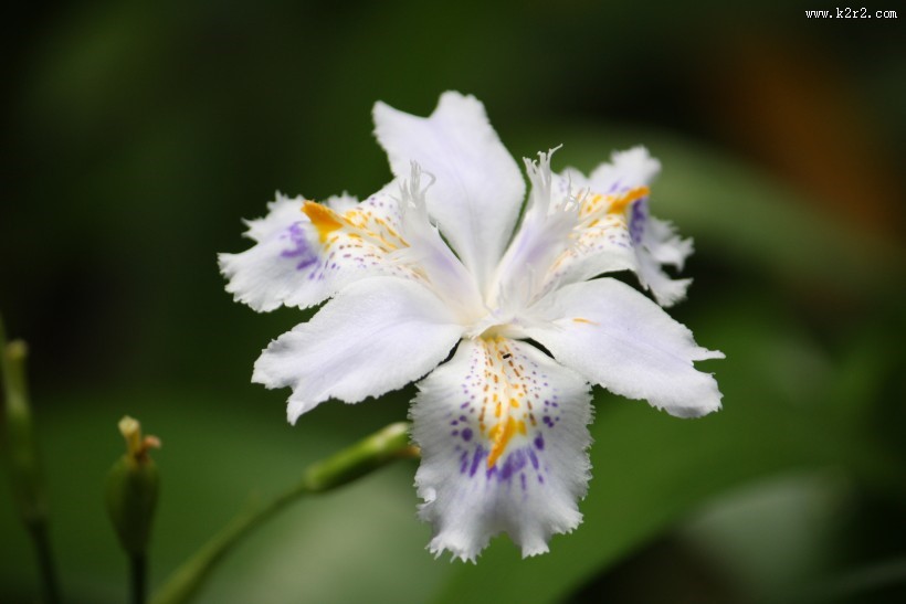 淡紫色鸢尾花图片