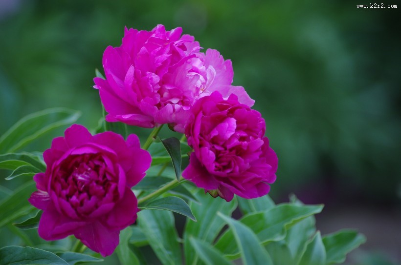 芍药图片大全