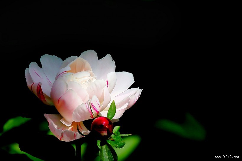 淡雅迷人芍药花图片