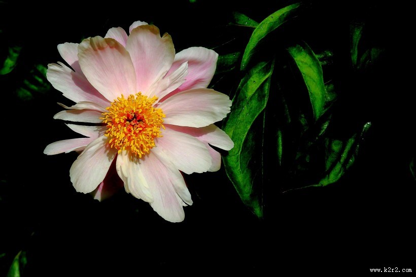 淡雅迷人芍药花图片