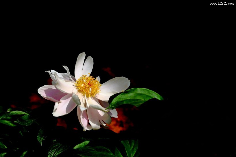 淡雅迷人芍药花图片