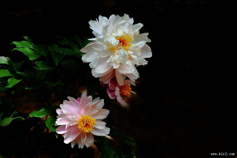淡雅迷人芍药花图片