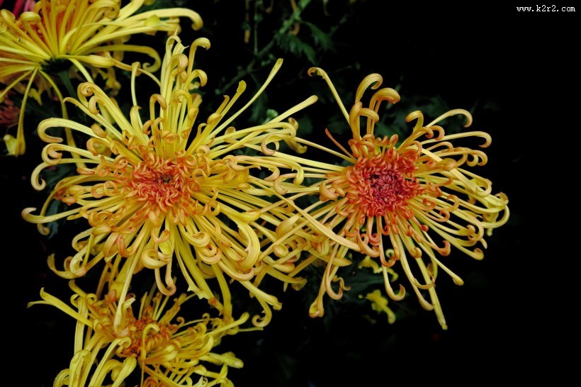 秋日热烈绽放的菊花图片大全