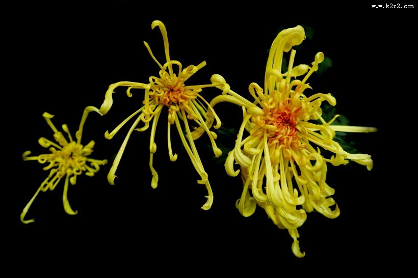 秋日热烈绽放的菊花图片大全